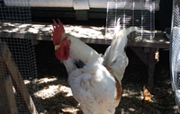 Rooster Collar